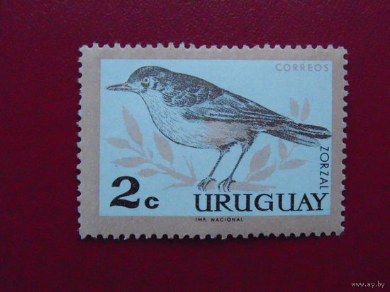 Уругвай. Птицы