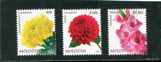 Молдавия 2023. Садовые цветы