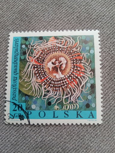 Польша 1968. Цветы. Passiflora