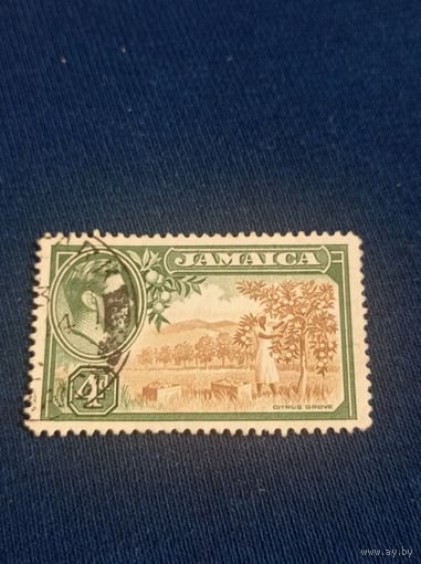 Британская Ямайка 1938 года. Цитрусовая роща.