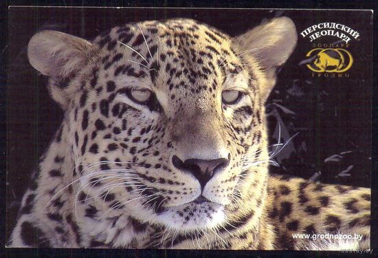 Гродно зоопарк фауна персидский леопард