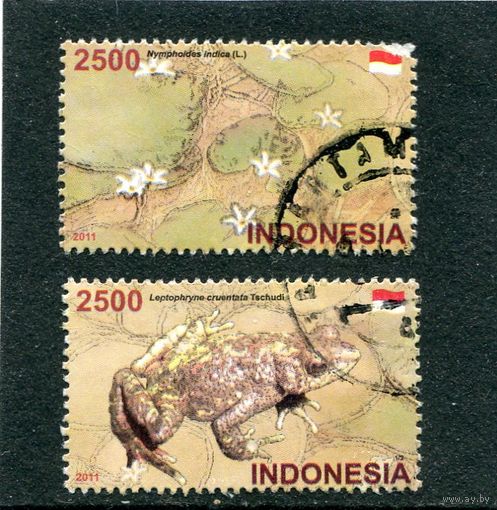 Индонезия. Флора, фауна. Лягушки