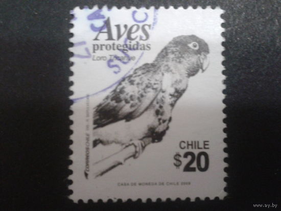 Чили 2009 попугай