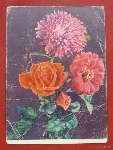 Астра, роза и циния. Подписанная. 1959 года. Фото Самсонова. 152.