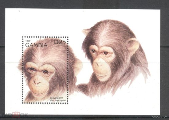Гамбия  Африка Приматы Обезьяны Шимпанзе MNH