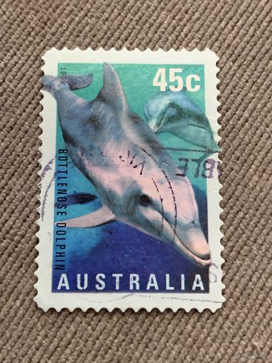 Австралия 1998. Дельфины