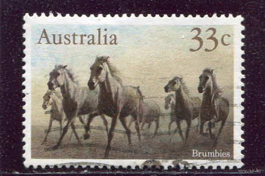 Австралия. Лошади. Табун