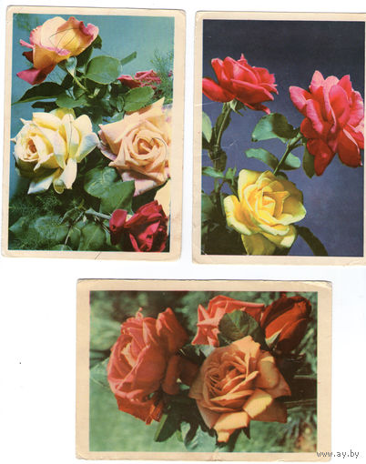 5 паштовак з ружамі (Мінск - 1968, 1969, 1970, Талін -1965) / открытки с розами (Минск , Таллин)