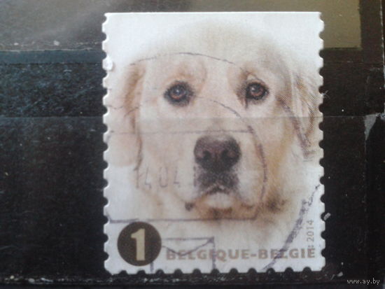 Бельгия 2014 Собака