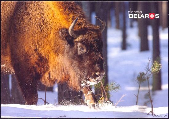 Беларусь 2019 посткроссинг открытка фауна зубр