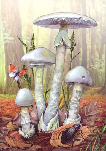 Беларусь 2022 ядовитые грибы флора мухомор вонючий бабочка жук