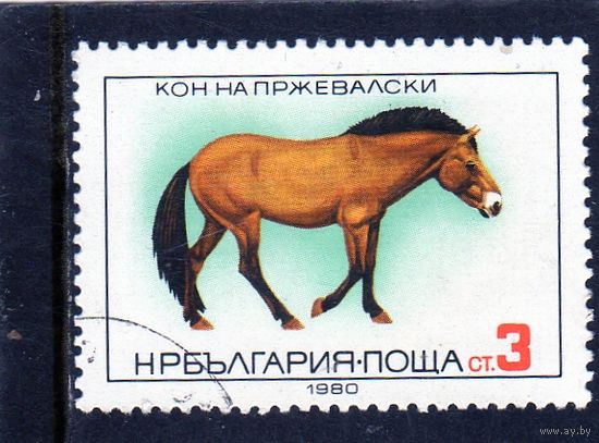 Болгария.Ми-2952.Лошадь Пржевальского (Equus ferus przewalskii).1980.