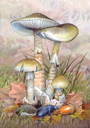 Беларусь 2022 ядовитые грибы флора бледная поганка жук