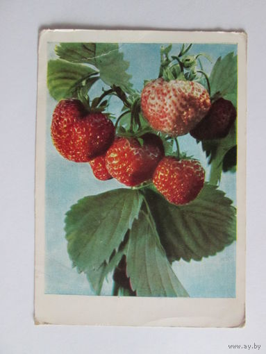 Почтовая карточка 1962 г. "Клубника". Фото И. Шагина.