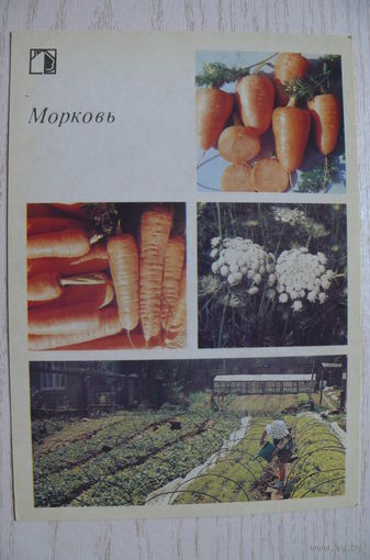 1988; Морковь (10*15 см).