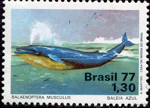 Бразилия. Охрана природы. Синий кит