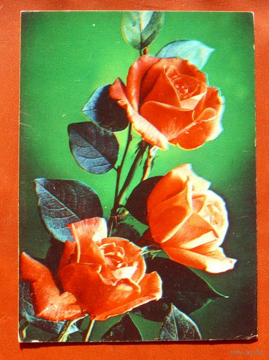 Розы. Чистая. 1984 года. Костенко. 1803.