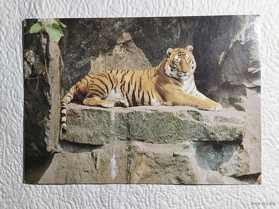 Открытка "Тигр",1989,фото Ю.Чверткина,чистая
