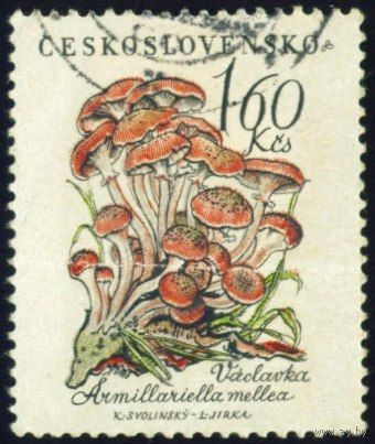 Грибы Чехословакия 1958 год 1 марка