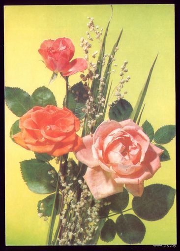 1990 год И.Дергилёв Розы 3 чист