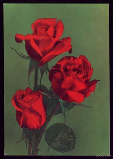 Германия Три красные розы