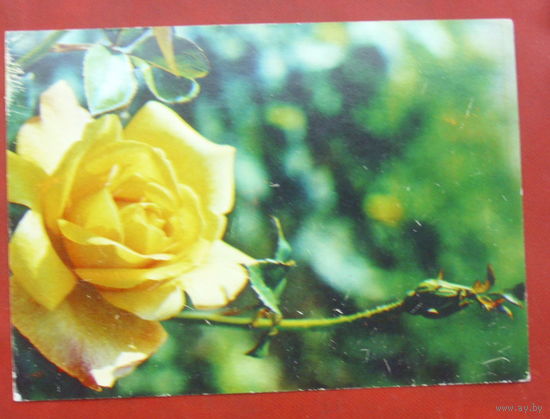 Роза " Сатерс Голд ". Чистая. 1982 года. Фото Матанова. *194.