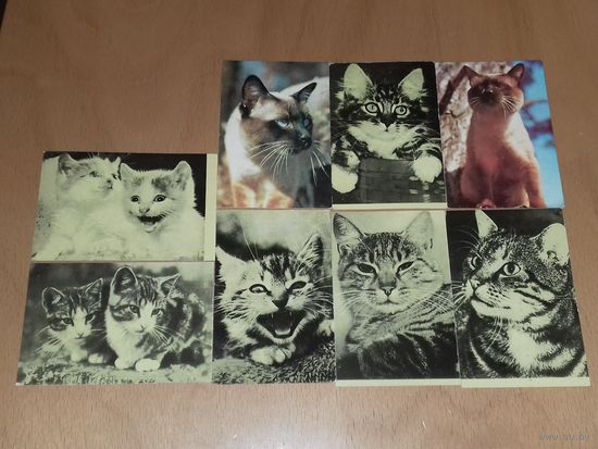 Календарики 1980 Латвия. Кошки. Коты. 8 шт. одним лотом