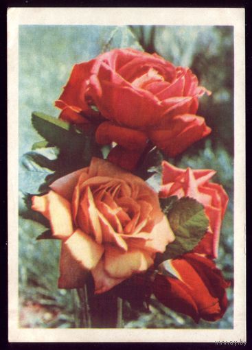 1965 год А.Ананьина Чайно-гибридная роза