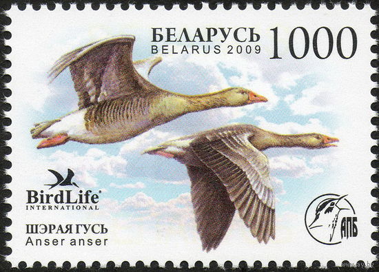Птица года. Серый гусь Беларусь 2009 год (788) серия из 1 марки