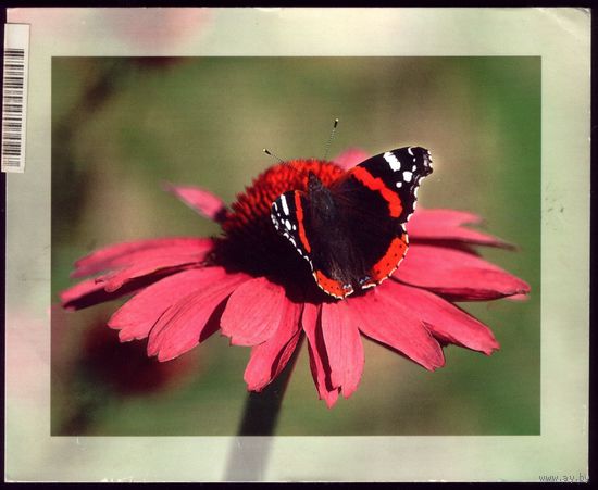 Австрия Бабочка на цветке