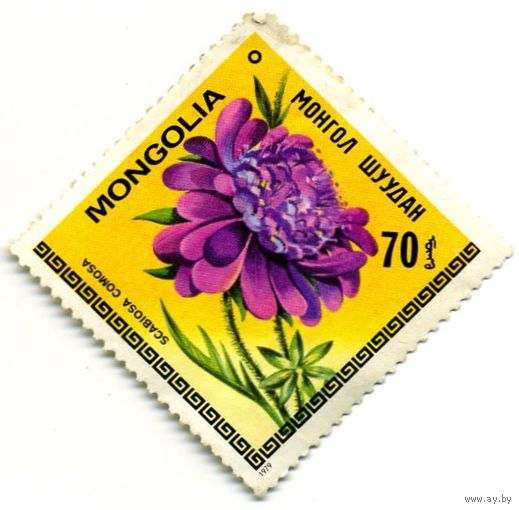 Марка МНР 1979 г. (по каталогу Mi:MN #1212), негаш. Цветы.  Scabiosa Comosa