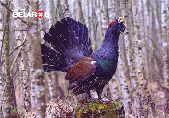Беларусь 2022 посткроссинг фауна птицы глухарь